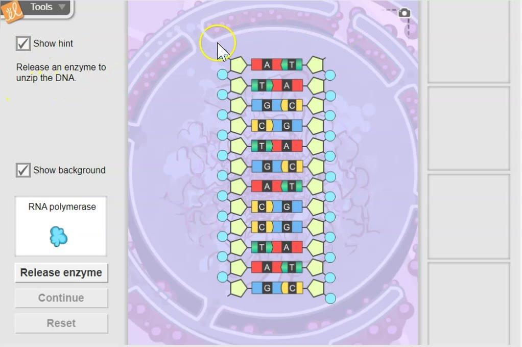 Protein Synthesis Process
