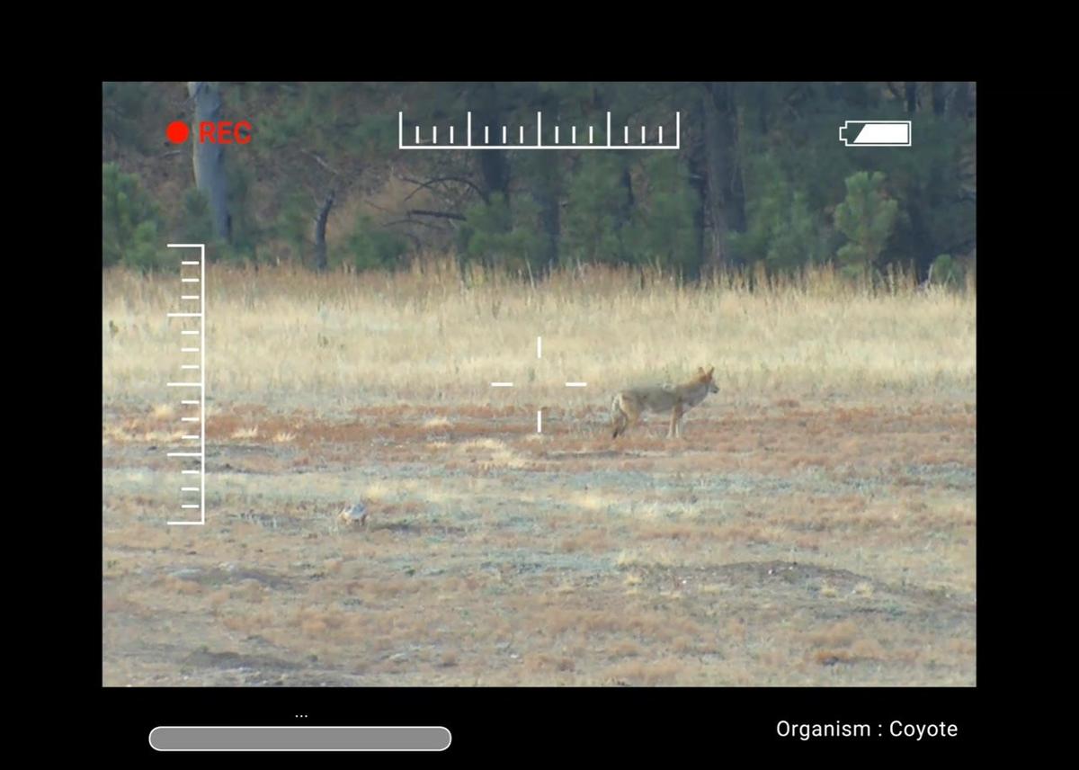 coyotes - stem case.mp4