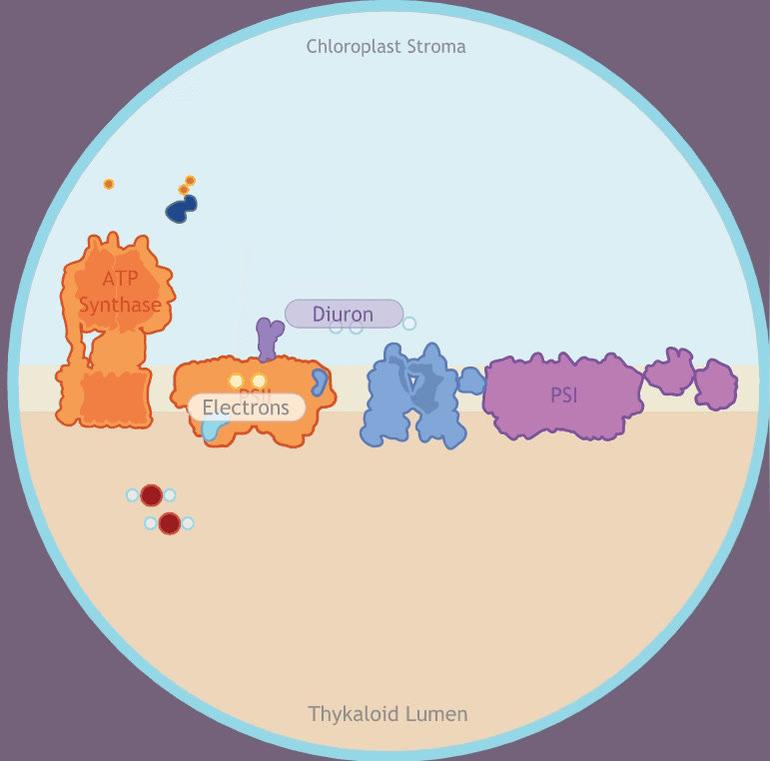 Photosynthesis STEM Case - Diuron