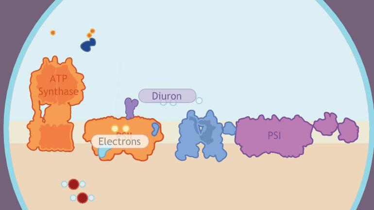 Photosynthesis STEM Case - Diuron