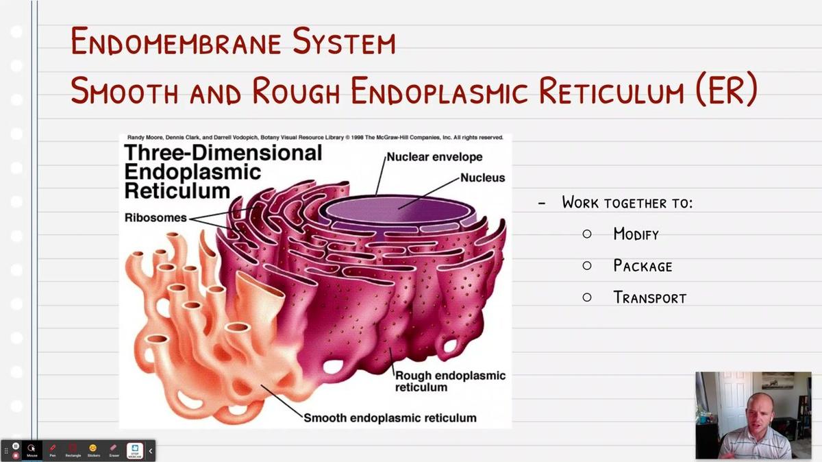 Topic 6: Endomembrane System