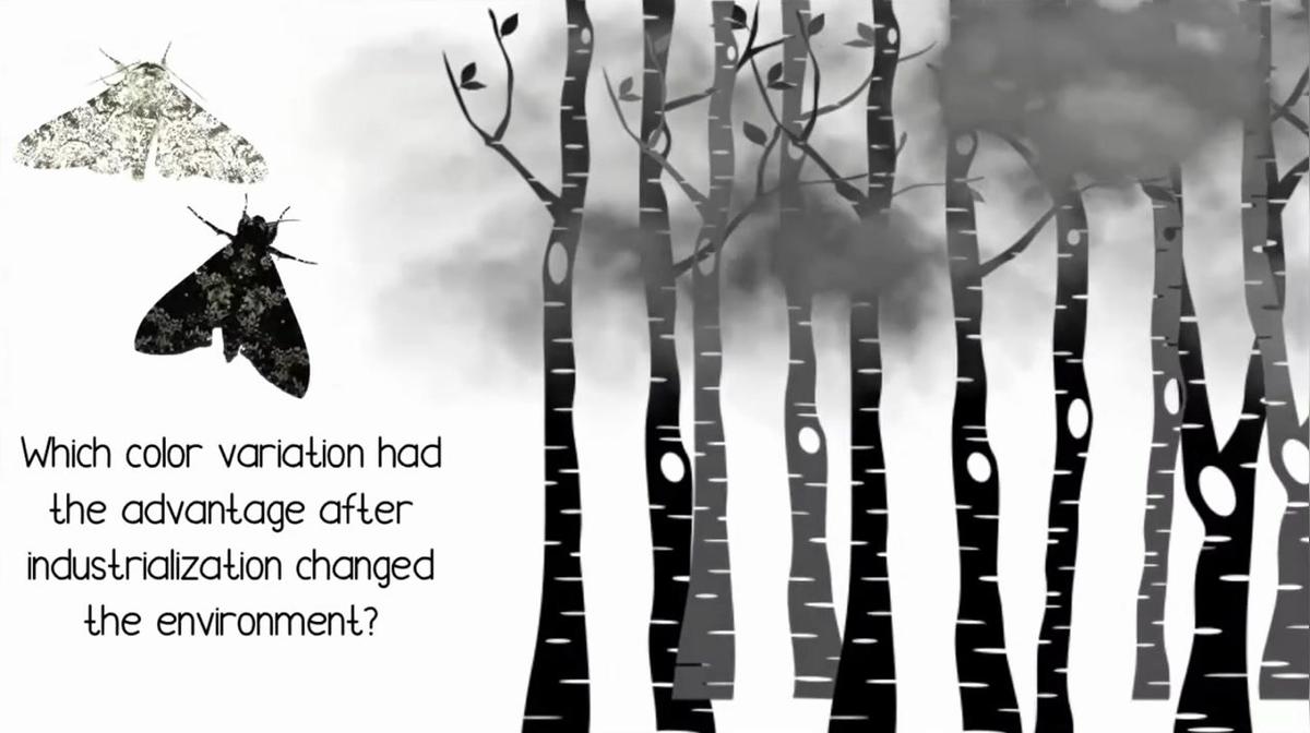 Peppered Moth - Post Industrial Revolution.mp4