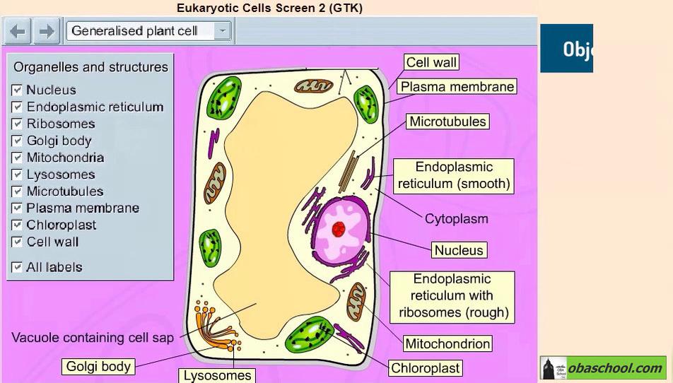 Simulation- GCSE Biology - Structure of a Plant Cell
