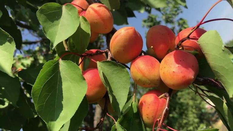 Dieses Obst &amp; Gemüse hat im August Saison