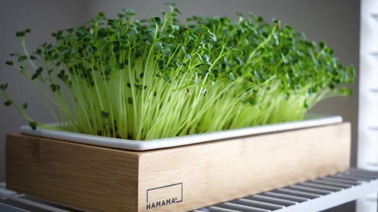 So baust du Microgreens selbst an
