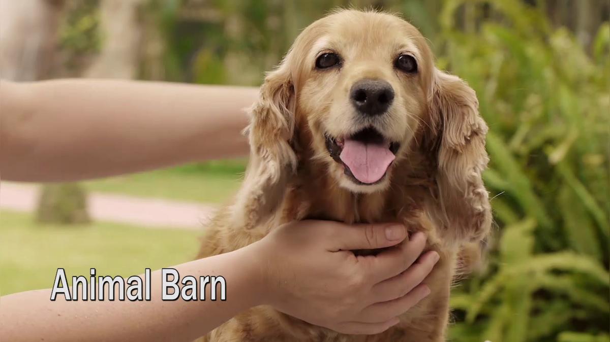 Pet Grooming in Mobile AL, Animal Barn