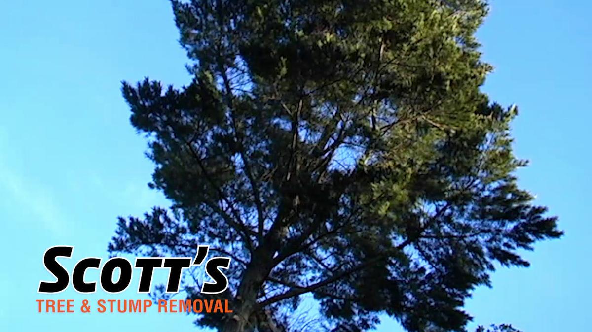 Tree Trimming in Erie PA, Scott&#39;s Tree &amp; Stump Removal