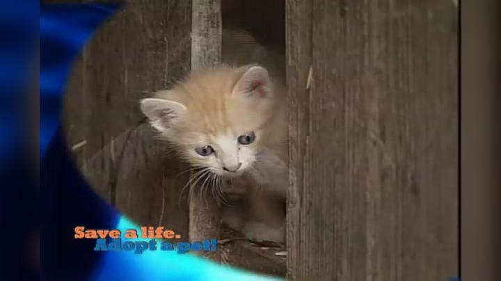 Trashbag Fundraiser Save a Life Adopt a Pet