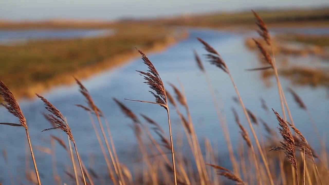 Reeds and Marshland