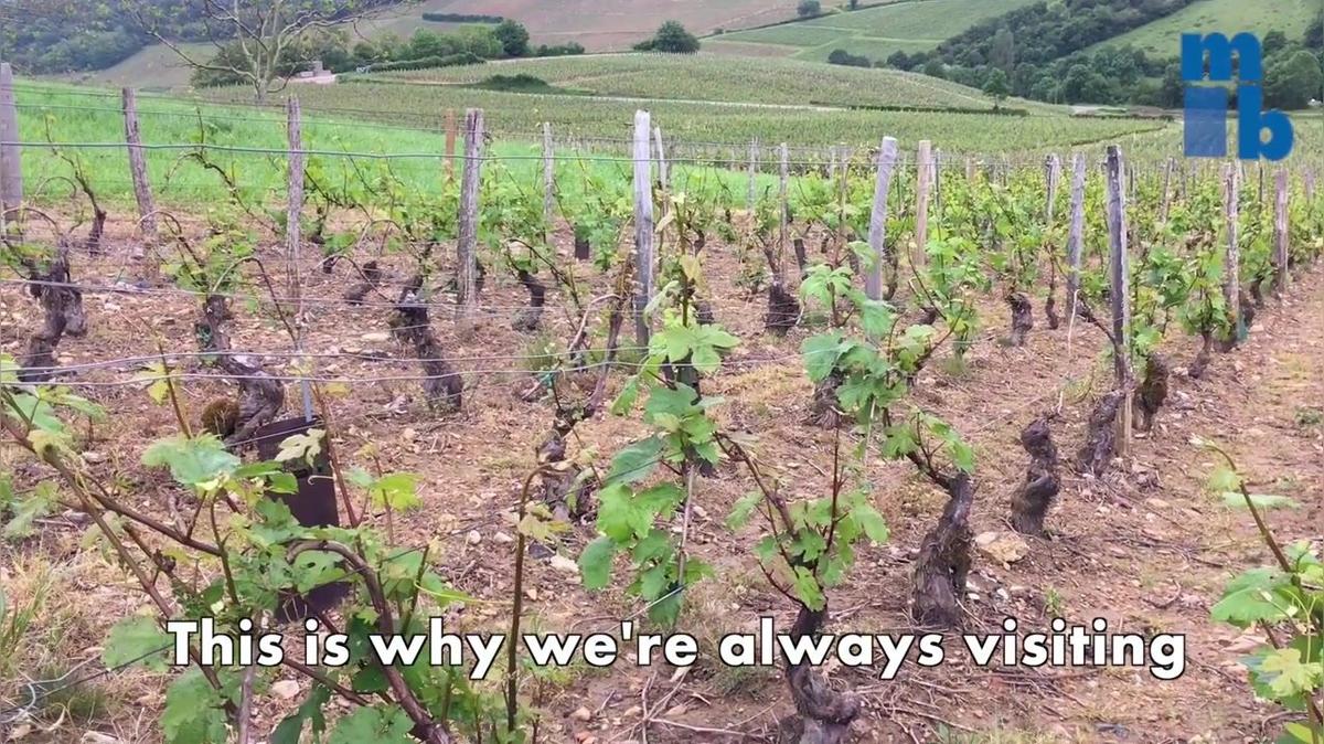 Farming in Pouilly-Fuissé
