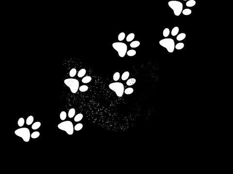 Dog Boarding in Coconut Creek FL, Bed &amp; Biscuit Pet Inn and Salon