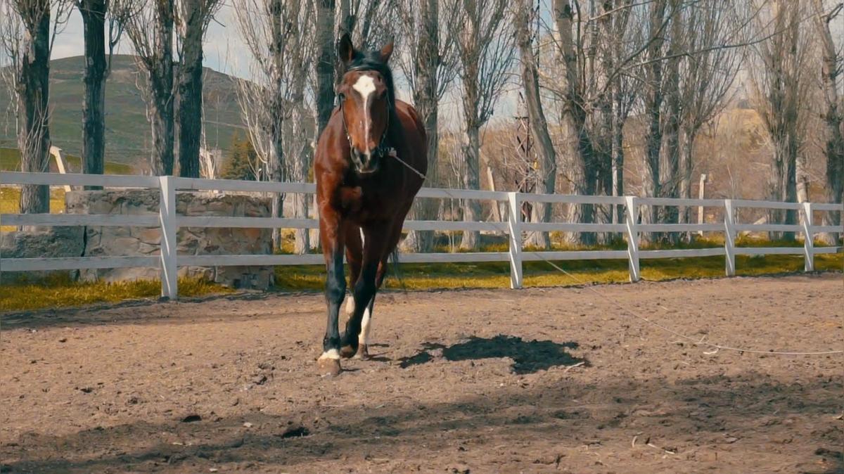 Horse Lessons  in Irvine CA, Horse Academy