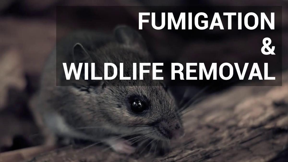 Fumigation Service in Fort Lauderdale FL, Caught'em Critters