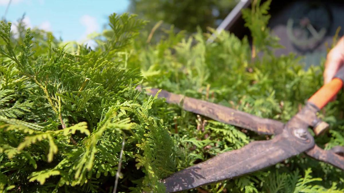 Tree Services in Pinckney MI, Winds of Change Tree Service