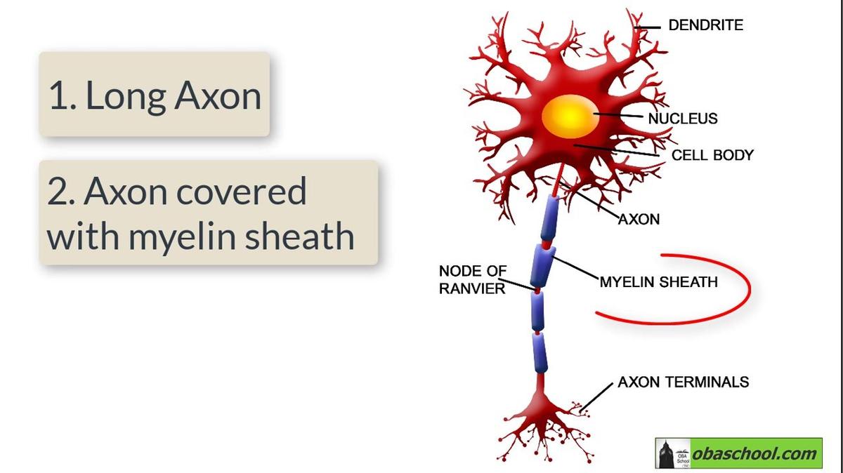 GCSE.Bio.ST.01-03 Specialisation in Animal Cells