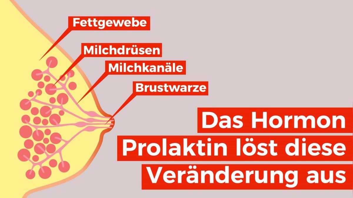 Wieso kann ich stillen? Das passiert in deiner Brust