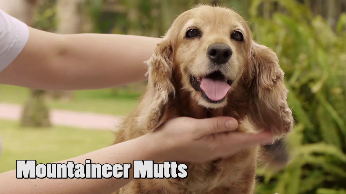 Dog Kenneling in Martinsburg WV, Mountaineer Mutts