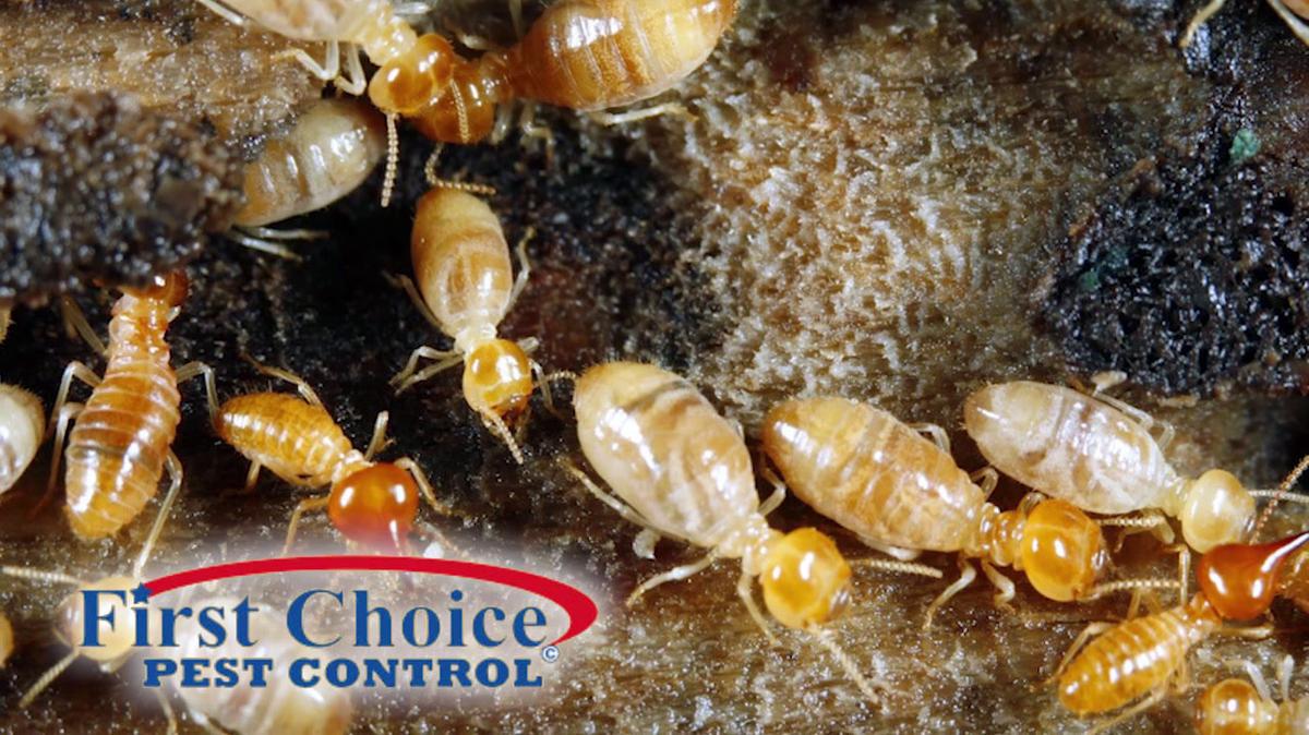 Pest Control in Lithonia GA, First Choice Pest Control
