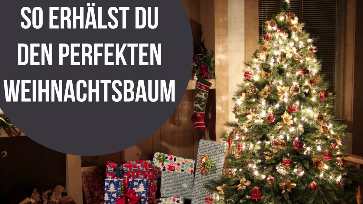 Grüne Nadeln bis zum Schluss: So bleibt dein Weihnachtsbaum länger frisch