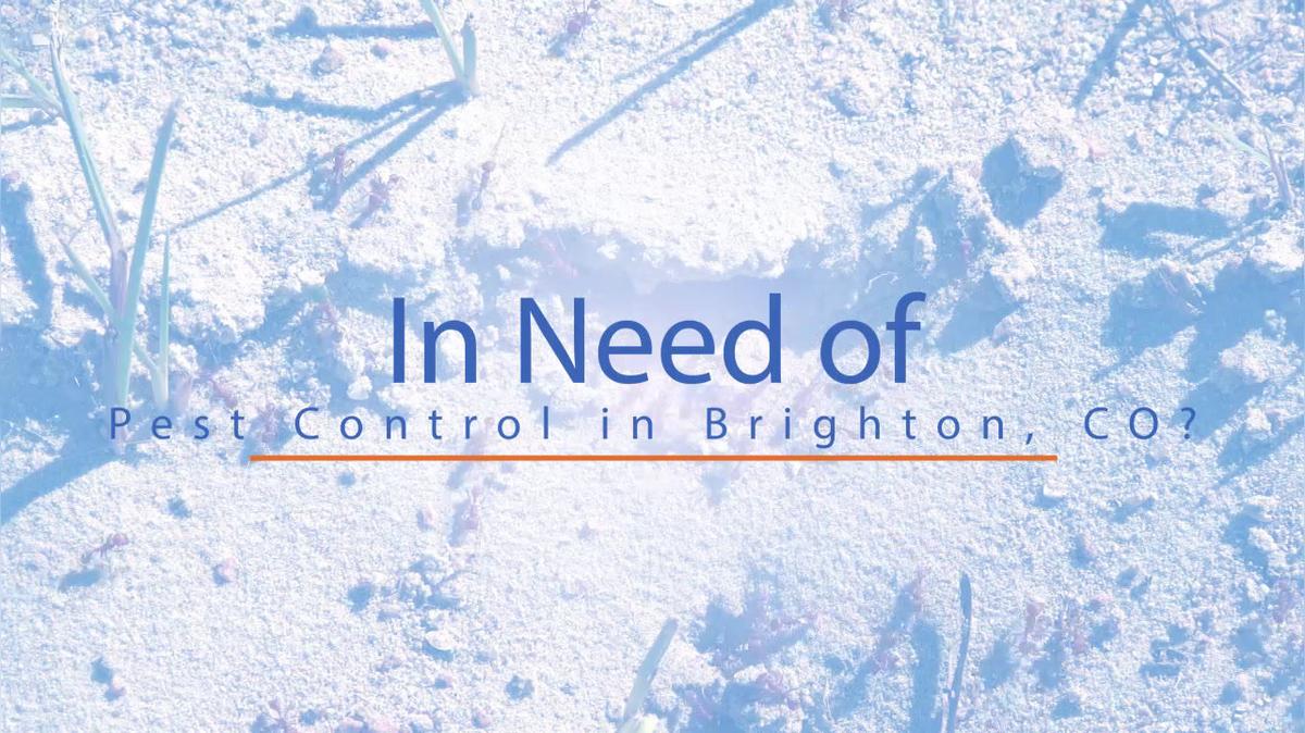 Pest Control in Brighton CO, Bug Man