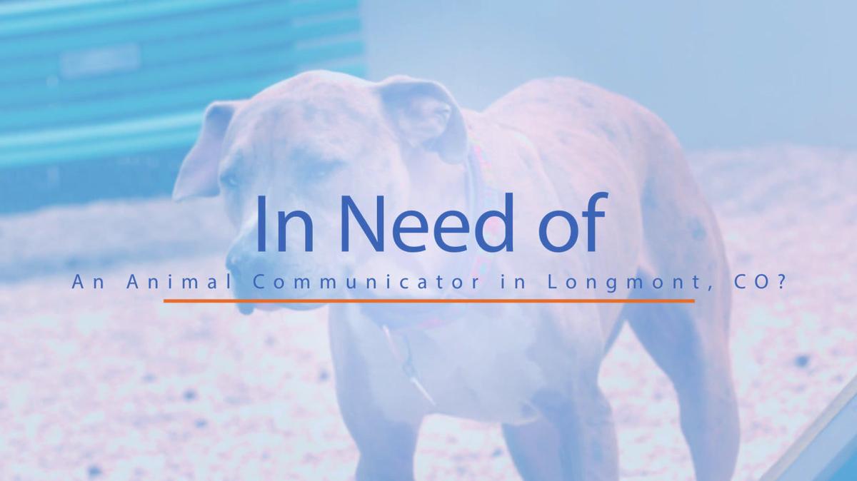 Animal Communicator in Longmont CO, Animal Whispering