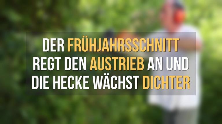 Hecke schneiden