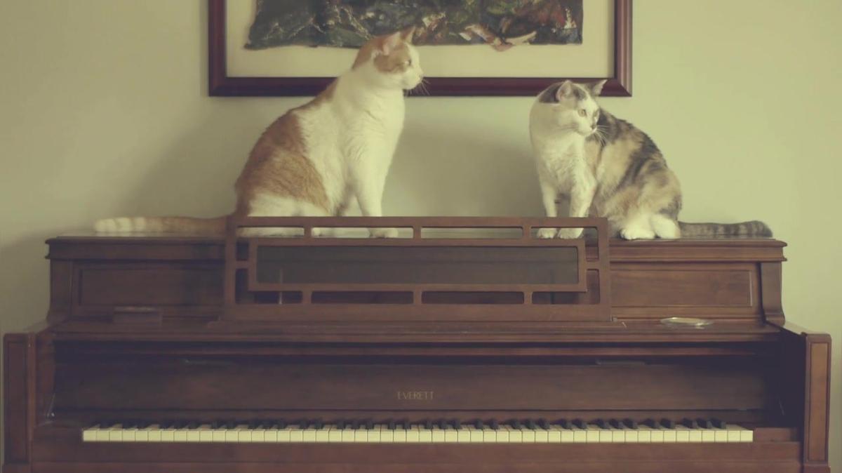 The Music Cat