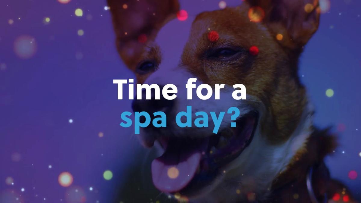 Pet Grooming in Palm Beach Gardens FL, The Snooty Pooch Pet Spa