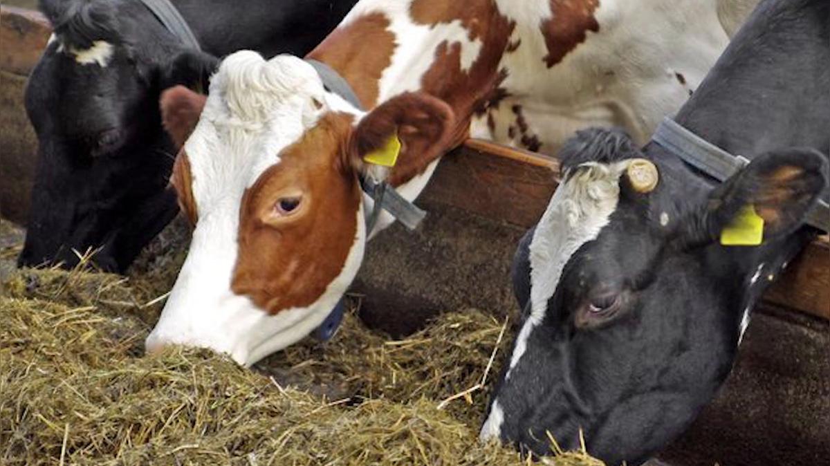 Outdoor Supply in Graham TX, J & N Feed & Seed