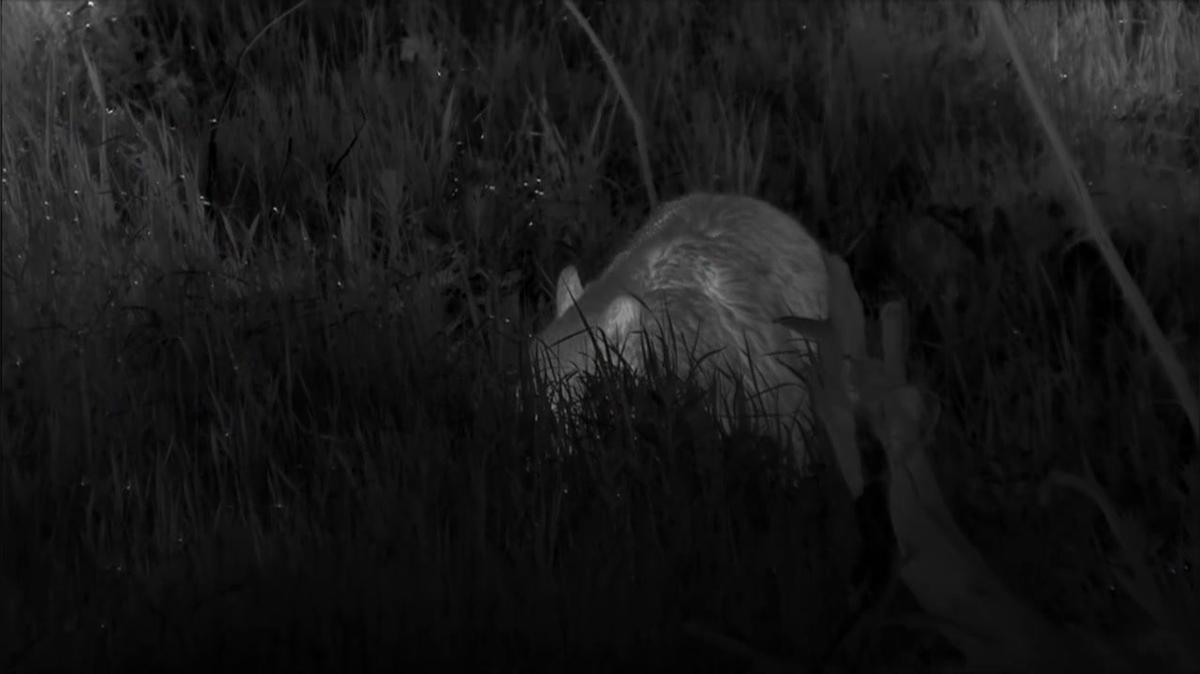 FLIR - Yellowstone Live S2 E01 - 6/23/19