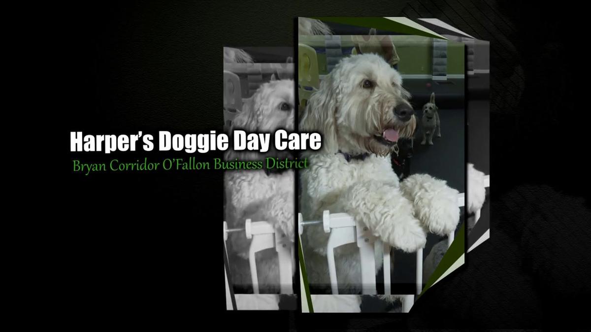 Dog Day Care in O Fallon MO, Harper's Doggie Daycare