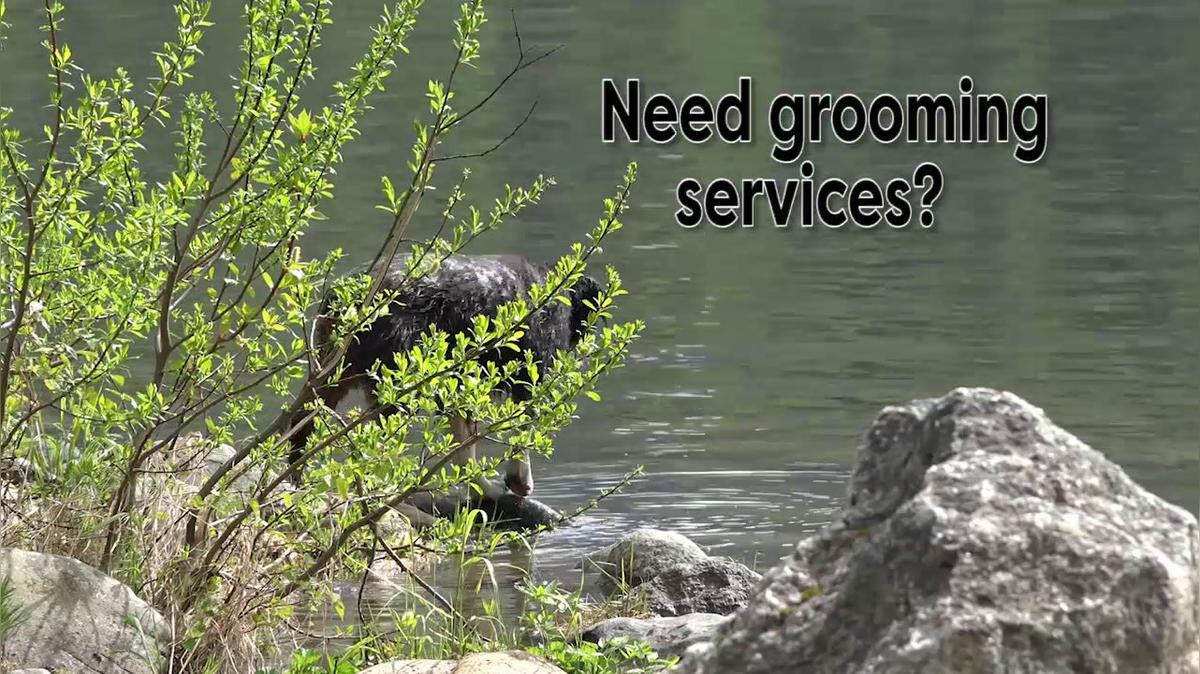 Pet Grooming in Powell OH, Shawnee Hills Pet Grooming