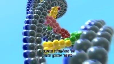 The Human DNA
