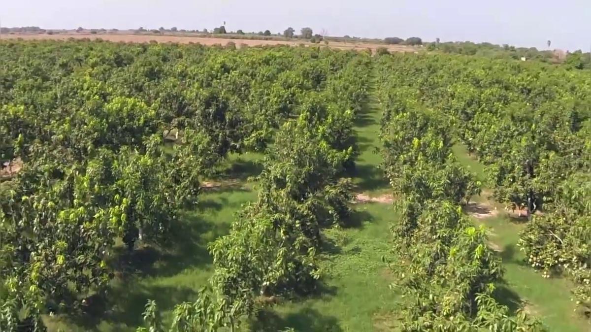 Fresh Fruits And Vegetables Distribution in Mcallen TX, Palenque Foods International, LLC
