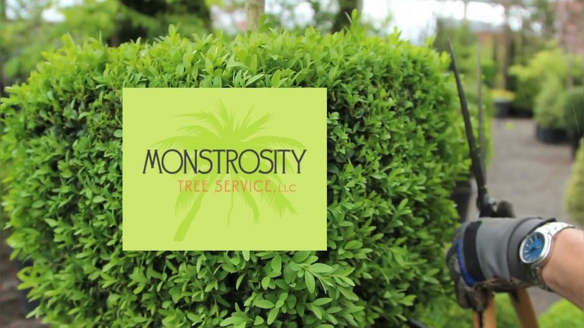 Tree Trimming in Sahuarita AZ, Monstrosity Tree Service LLC