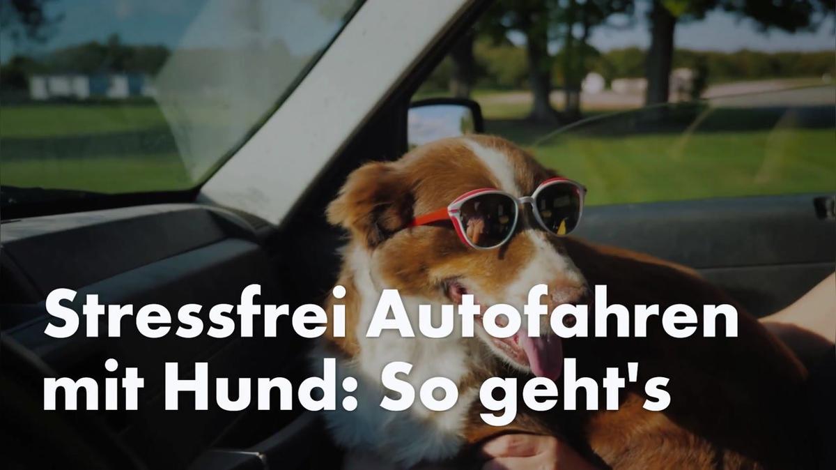 Stressfrei Autofahren mit Hund So geht‘s