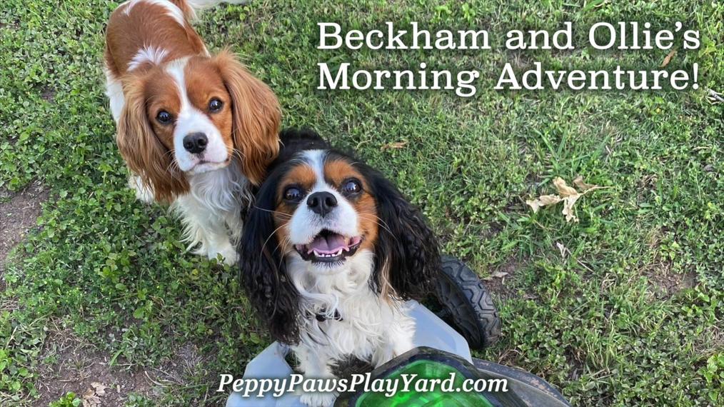 2023 10 27 Beckham and Ollie's Morning Adventure
