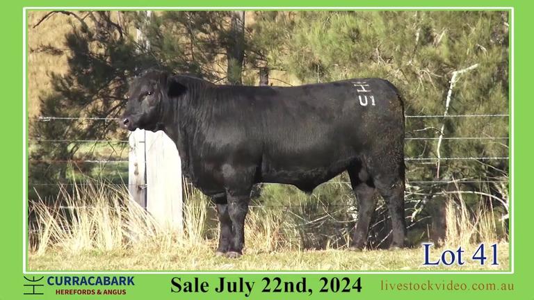 Lot 41
