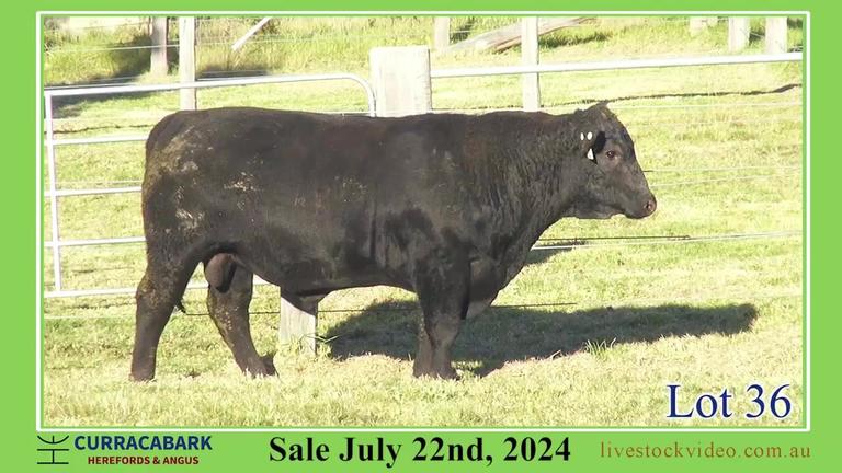 Lot 36