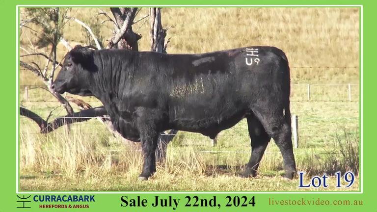 Lot 19