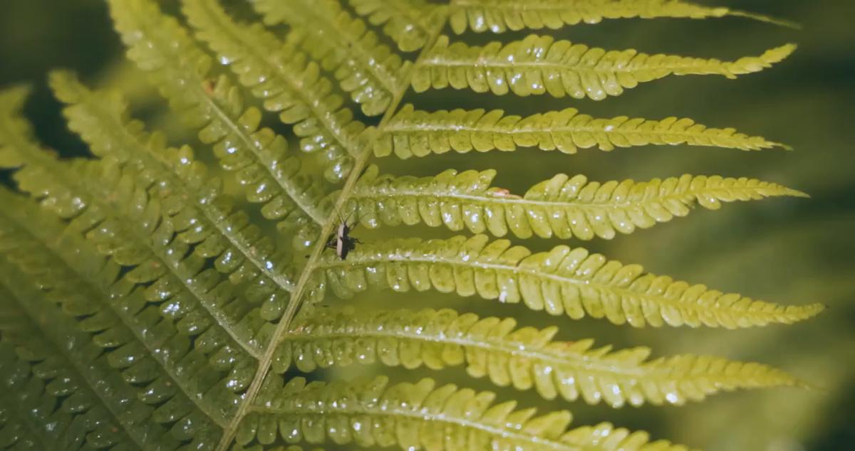 Insect on Leaves