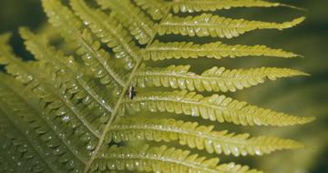 Insect on Leaves