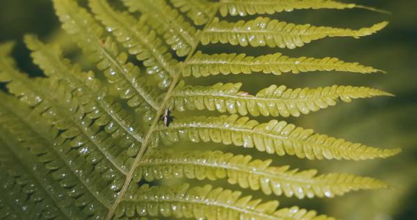 Insect on Leaves