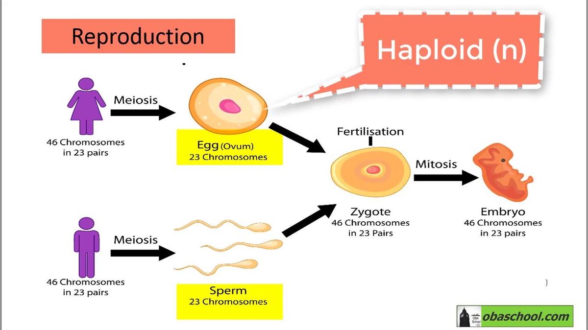 GCSE.Bio.ST.01-11 Specialisation in Animal Cells Part 3