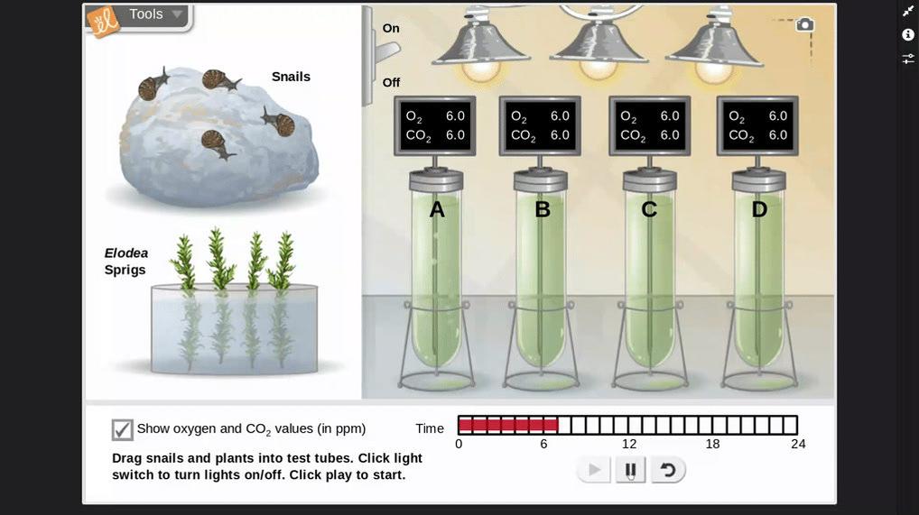 Cell Resp and Photosynthesis Simulation (Day and Night)