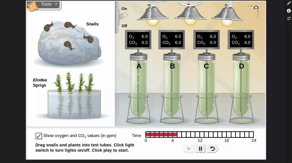 Cell Resp and Photosynthesis Simulation (Day and Night)