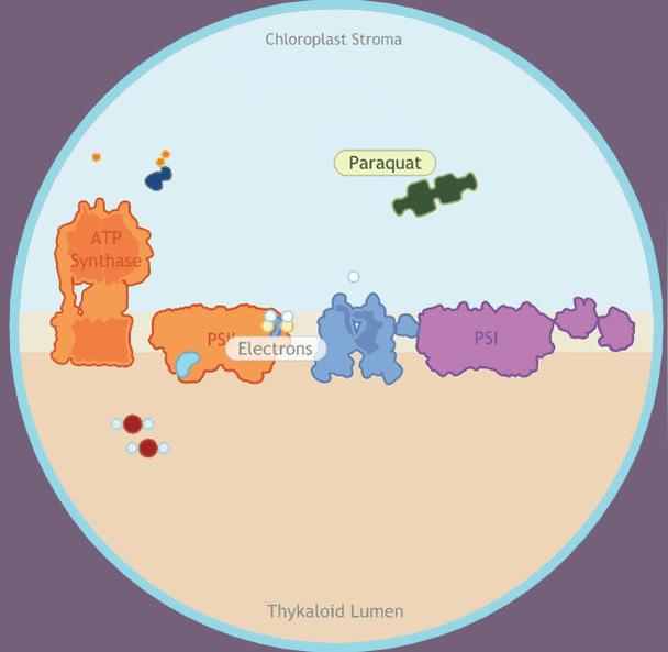 Photosynthesis STEM Case - Paraquat