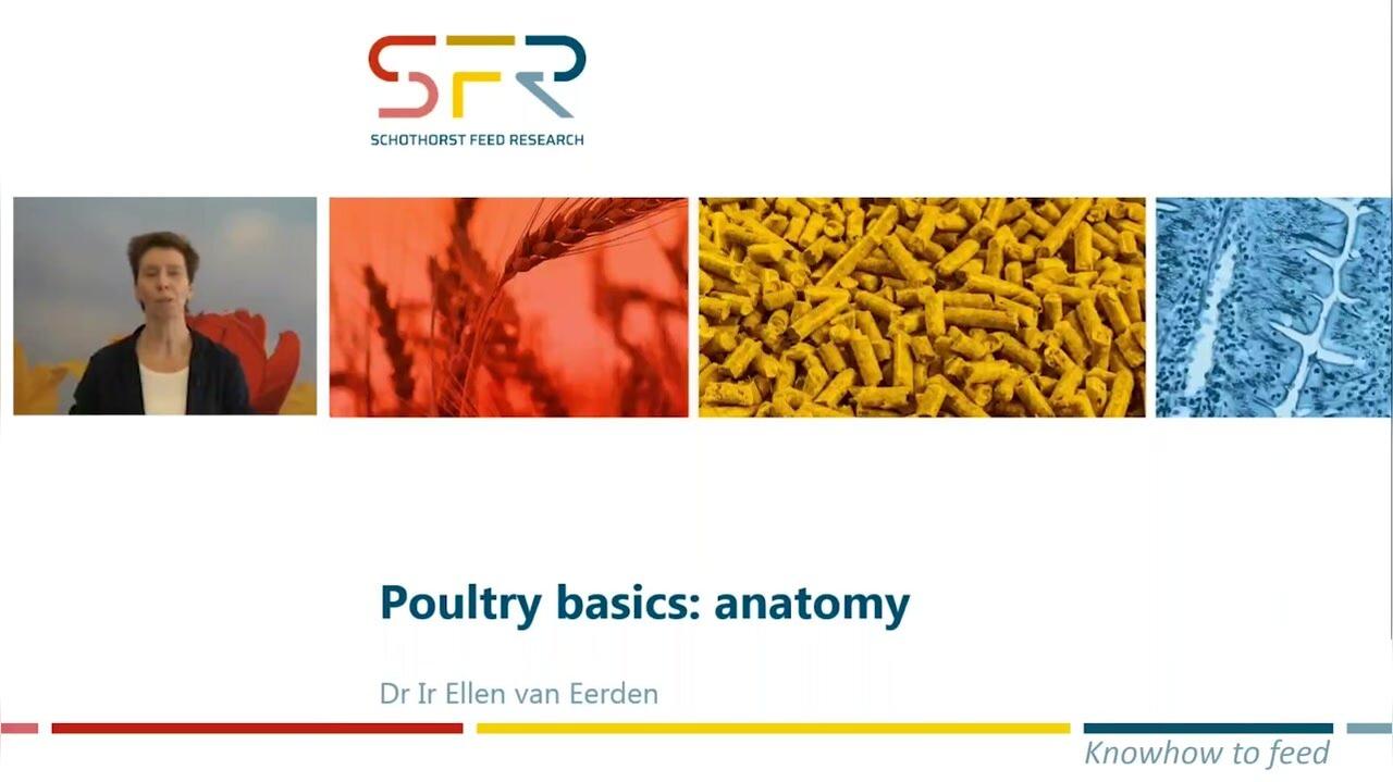 Poultry basics: anatomy