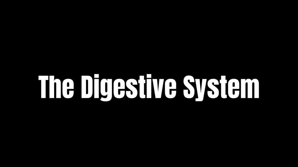 Digestive System