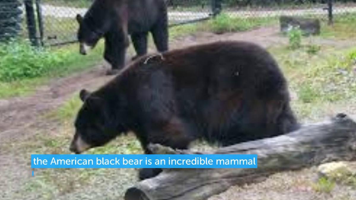 American Black Bear